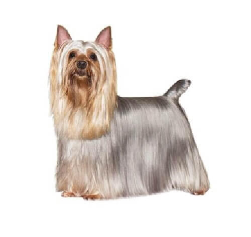 Silky Terrier