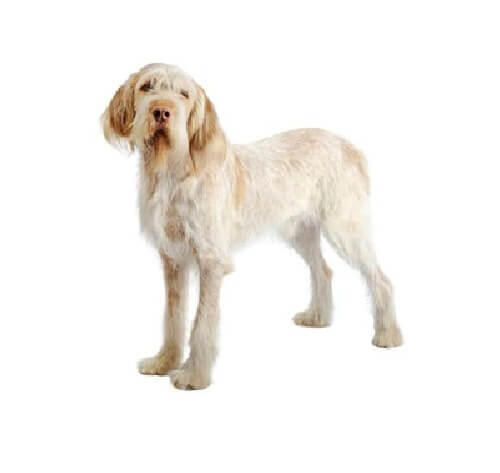 Spinone Italiano