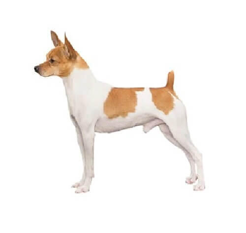 Toy Fox Terrier