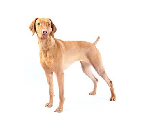 Vizsla