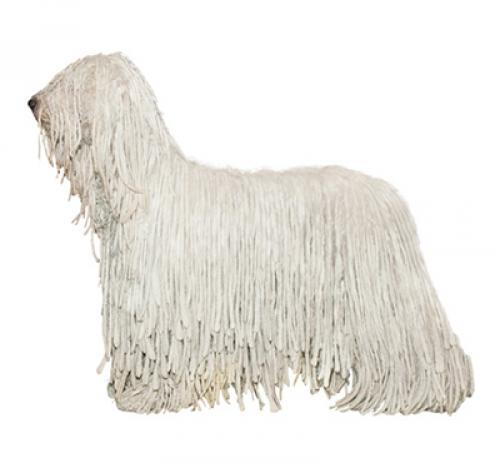 Komondor