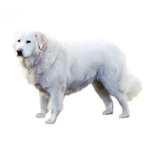 Maremma Sheepdog