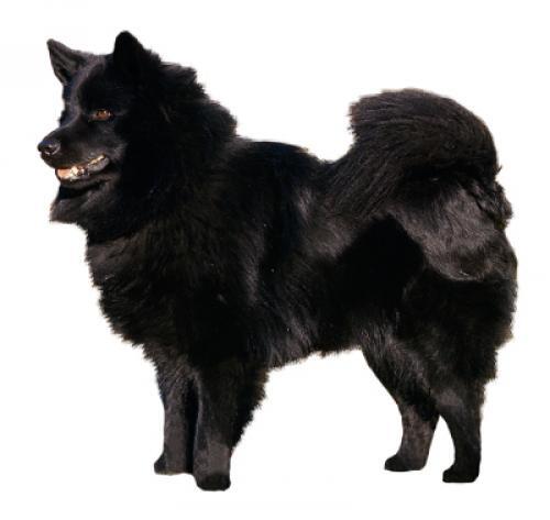 Swedish Lapphund