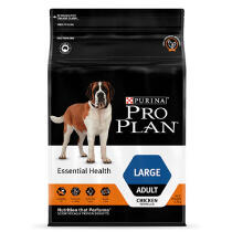 phantom pregnancy dog not sleeping proplan large dog 1