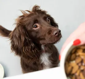 Wet or Dry Dog Food?