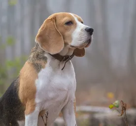 Common Dog Digestive Problems