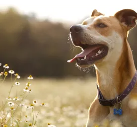 Dog Allergies Symptoms,Triggers and Treatment