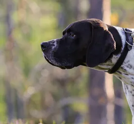 Colitis in Dogs: Symptoms and Treatment