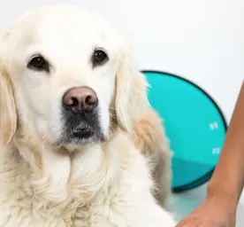 Gastroenteritis in Dogs Symptoms and Treatment