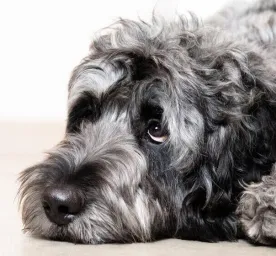 Helping Your Puppy with Puppy Diarrhoea