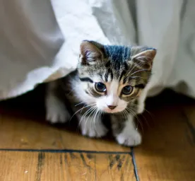 Kitten Socialisation: Teach Your Cat the Basic Life Skills