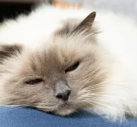 Kitten and Cat Neutering FAQs