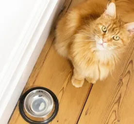 5 Tips to Improve Your Cat's Gut Health