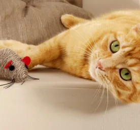 Top 5 Fun Games for Cats