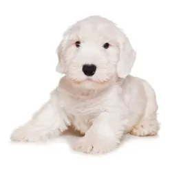 Sealyham Terrier