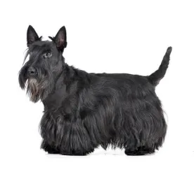 Scottish Terrier