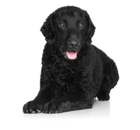 Curly-Coated Retriever