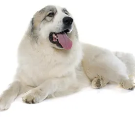 Pyrenean Mountain Dog