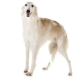 Borzoi