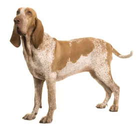 Bracco Italiano