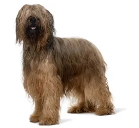 Briard