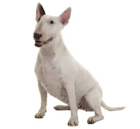 Bull Terrier