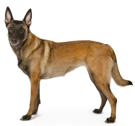 Belgian Shepherd Dog Malinois