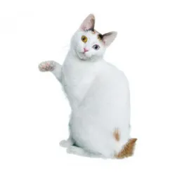 Japanese Bobtail Short Hair