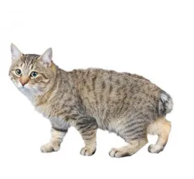 Japanese Bobtail Long Hair