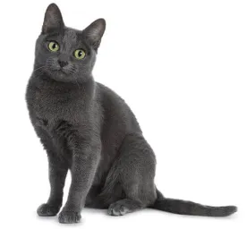 Korat