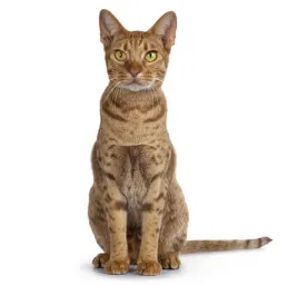 Ocicat