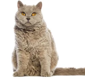 Selkirk Rex