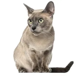 Tonkinese