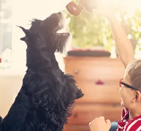 Best Dog Toys and Their Benefits for Dogs