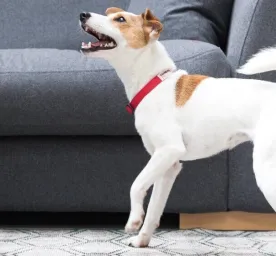 How to Deal with Excessive Dog Barking
