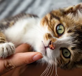 Ringwork in Cats