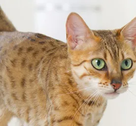 Understanding Cat Spraying and Marking