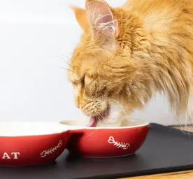 What Do Cats Eat?