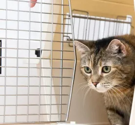 Cat Vaccination & Health Care: What You Need to Know