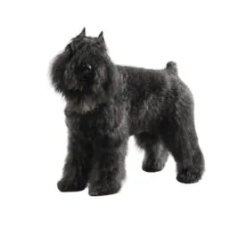 Bouvier des Flandres
