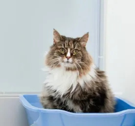 Cat Constipation - Symptoms, Causes And Treatment