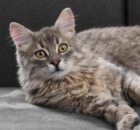 Hair Loss in Cats