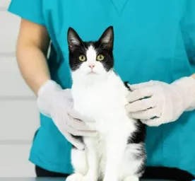 Cat Flu - Symptoms, Treatment and Long-term Effects