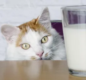 What Do Cats Drink