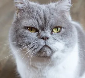 Stomatitis In Cats