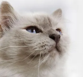 Is My Cat a Senior Yet