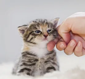 Your Cat's Age in Human Years