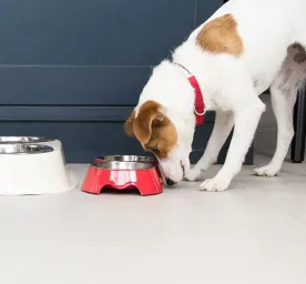 Weaning Puppies - Advice and Tips