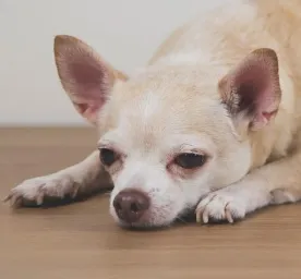 Sensitive Digestion in Dogs