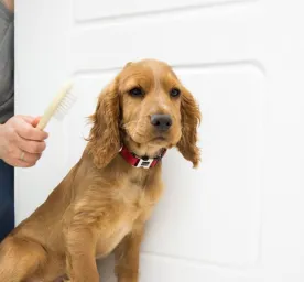 Puppy Grooming and Brushing Basics